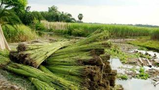Acute crisis in jute cultivation in Nadia